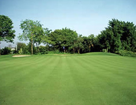 GREENS GRASSES FOR SOUTHEAST ASIA